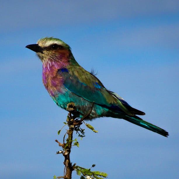 South Africa