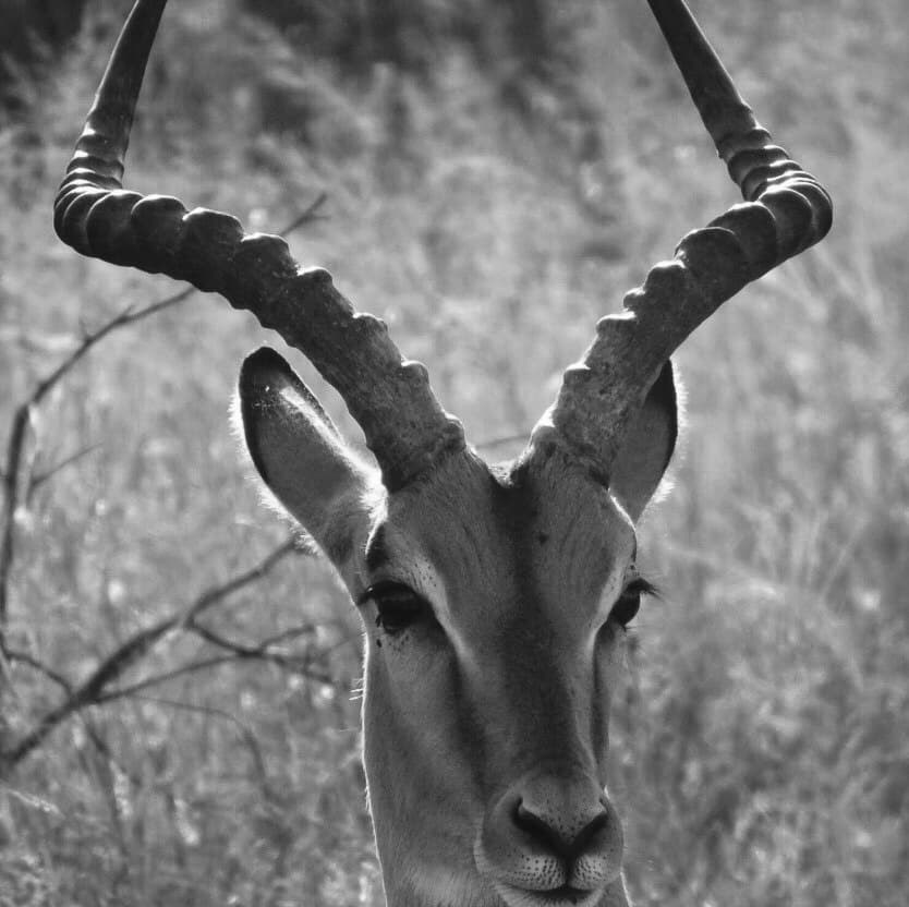 South Africa